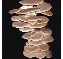 Mushroom Spawn bag 1.7kg  Pleurotus pulmonarius - Phoenix / Wide range Temperature oyster  - FREE SHIPPING